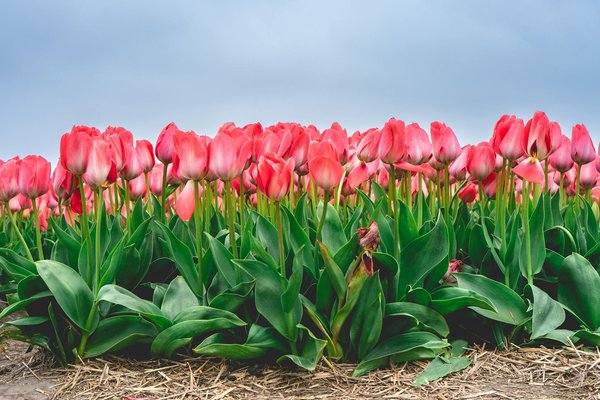 Punaise de lit à paris : agissez vite pour votre confort !
