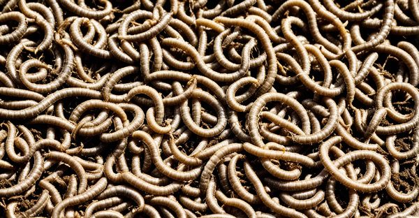 Nématodes hb : la solution naturelle contre les vers blancs